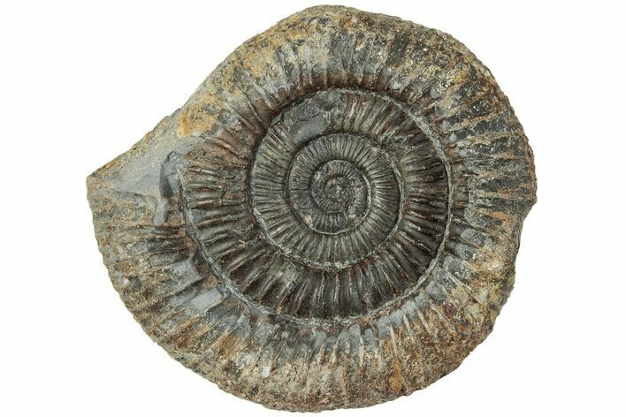 Ammonite (Dactylioceras) Fossil - England #223856